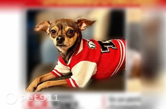 Lost Dog, North Western Avenue, 467, Los Angeles — male - photo
