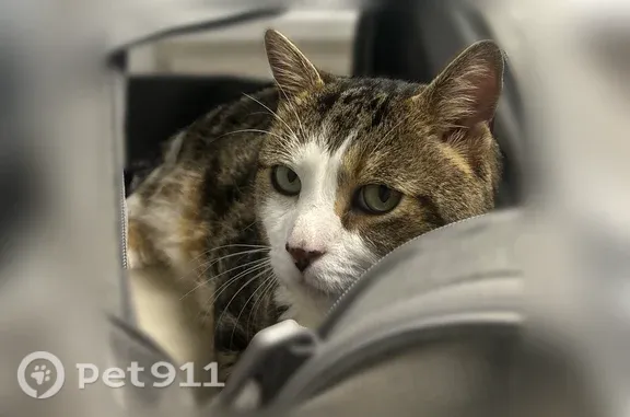 Lost male cat, Village Circle, 911, Newark — white face and paws - photo