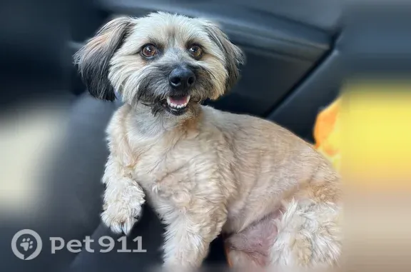 Lost dog, Burton Street, 10590, Riverside, Riverside — male with a beige-brown coat and dark muzzle - photo