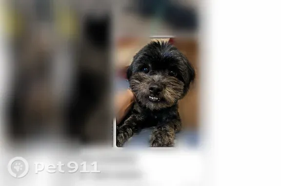 Lost Dog, Houston, Texas, Houston — male, black with grey markings - photo