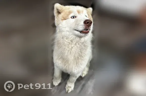 Lost dog, male, Elvan Avenue, 1768, Columbus — light brown husky - photo