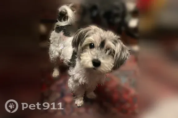 Lost dog, Hyde Street, 644, San Francisco — male, white with black patches - photo