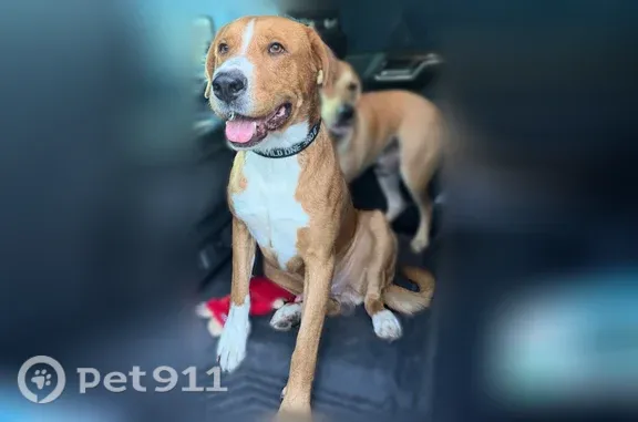 Lost dog, East I Street, 909, Ontario — friendly male, may be scared - photo