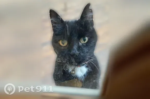 Lost cat, male, Louis Road, 3395, Palo Alto, Redwood City — black with a white chest patch - photo