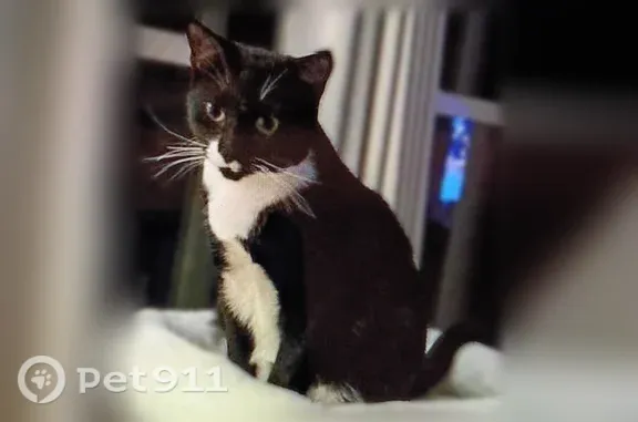 Lost cat, East Trade Street, Charlotte — male, slipped out when the door opened - photo
