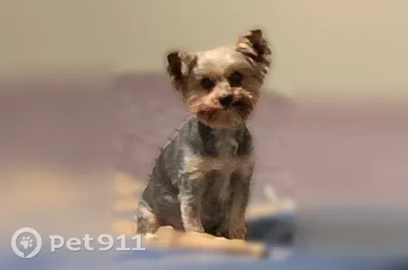 Lost Dog, female, County Road 170, 197, Jemison — tongue sticks out - photo