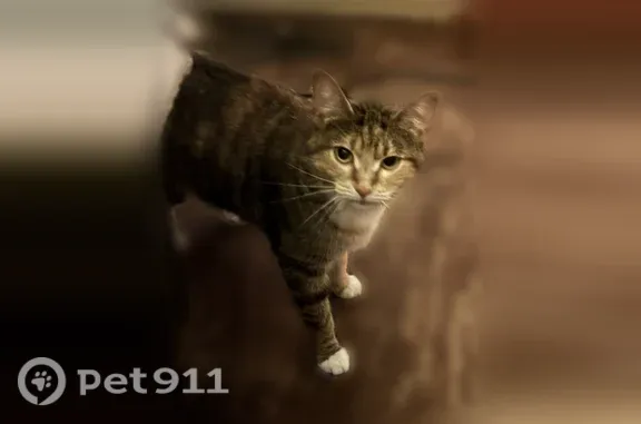 Lost cat, 3rd Avenue Southwest, 220, Waverly — female with tri-color orange, white and tan fur - photo