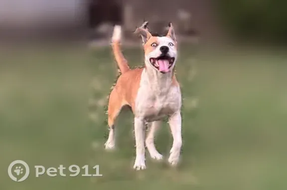 Lost male dog, Ashfork Lane, 3712, Bakersfield — light brown and white - photo