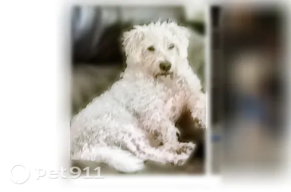 Lost male dog, Saint Mary Drive, 201, Allen — sits like a rabbit for a treat - photo