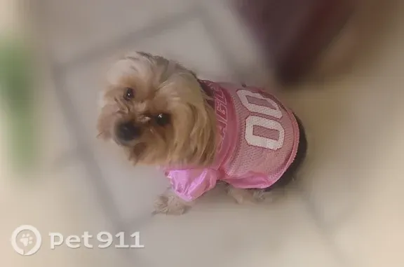 Lost female dog, Charlevoix Street, 7220, Detroit — seen outside on camera - photo