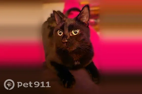 Lost cat, female, Chipping Ridge, 11, Fairport — all black with 4 white hairs on chest - photo