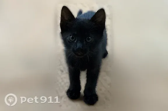 Missing cat Atlanta, photo: Lost cat, Veterans Parkway, 1919, Columbus, Atlanta — small black kitten with blue eyes