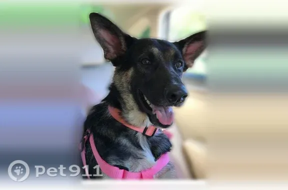 Lost dog, female, Chestnut Drive, Ocala, Orlando — pink collar, black coat with missing fur - photo