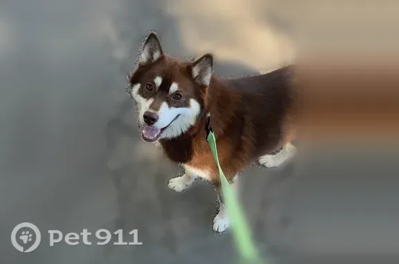 Lost dog, Brown Avenue, 427, Seekonk, Randolph — male, brown and white, shy - photo