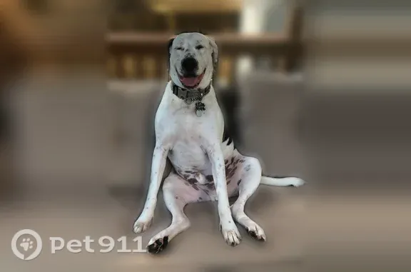 White with Brown/Black spots. Large Male Pitbull/Lab looking mix