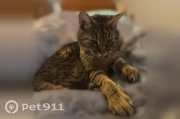 Missing cat Arlington, photo: Lost male cat, Buckley Cove Way, 4950, Stockton, Arlington — front claws missing