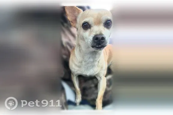 Missing dog Arlington, photo: Lost dog, North Loop 1604 East, 6909, San Antonio — female Chihuahua with a curled tail