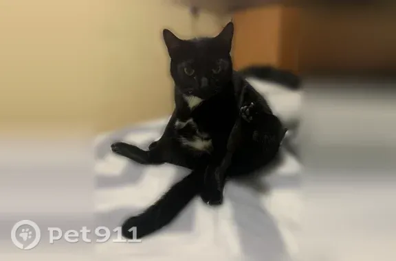 Missing cat Arlington, photo: Lost cat, Brighton 7th Street, 3046, Arlington — friendly male with a white paw mark
