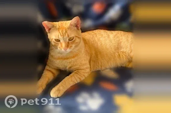 Missing cat Hypoluxo, photo: Lost male cat, Listow Terrace, Florida, Hypoluxo — left ear clipped