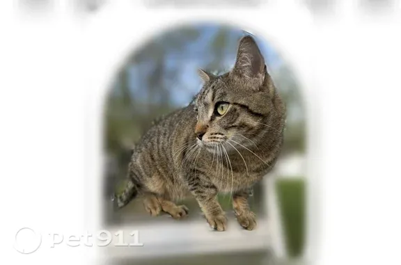 Missing cat White Bear Lake, photo: Lost male cat, Davenport Street Northeast, 8505, Blaine, White Bear Lake — responds to Dennis