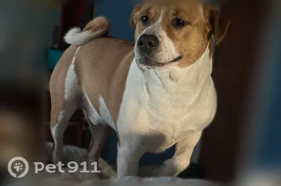 Lost male dog, Old Linwood Road, 4700, Linwood — naturally curved tail - photo