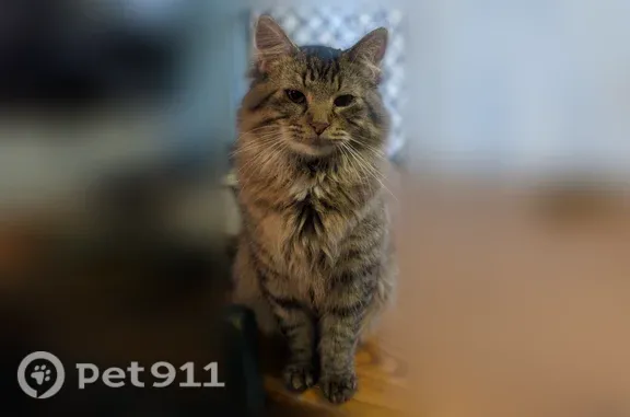 Lost male cat, Johnson Street, 101, Washington — gray with stripes and a fluffy tail - photo