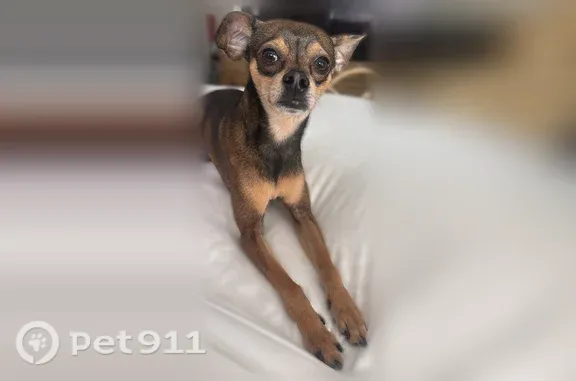Missing dog Los Angeles, photo: Lost dog, West Maplewood Avenue, 4664, Los Angeles — male Chihuahua mix named Tiki