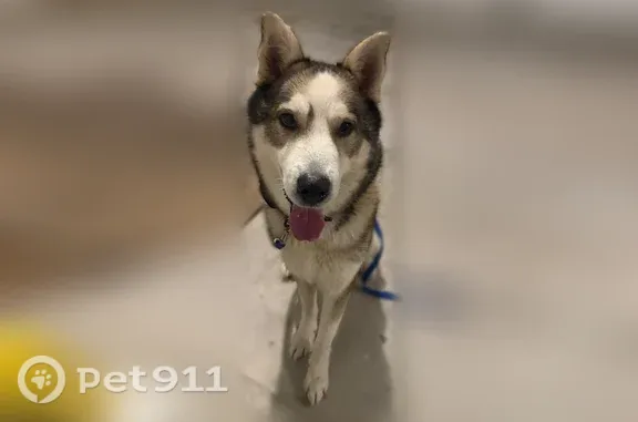 Lost dog, Emmarose Way, El Paso — dug a hole under the gate - photo