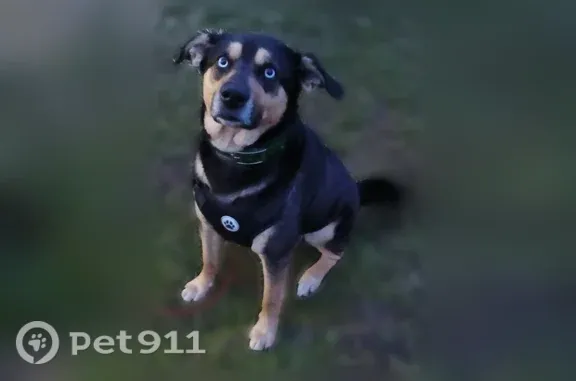Lost dog, Pomeroy, Ohio, Bridgeville — male, medium-sized with black fur and brown spots - photo