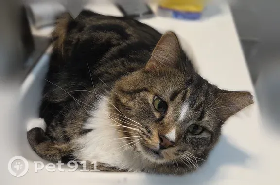Lost cat, Buck Street, 5843, Taylor, Detroit — male - photo