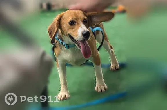 Lost dog, West Riley Drive, 2568, Citrus Springs — skittish male Beagle - photo