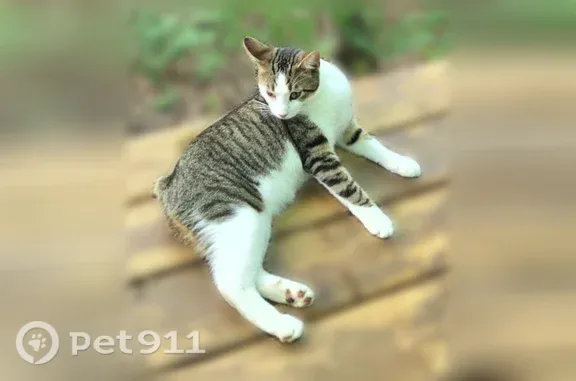 Lost male cat, Phillips Road, 7078, Ruby — tabby-and-white Manx - photo