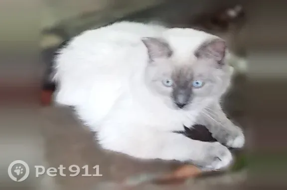 Missing cat Houston, photo: Lost male cat, Golden Field Drive, 13413, Houston — long and lanky