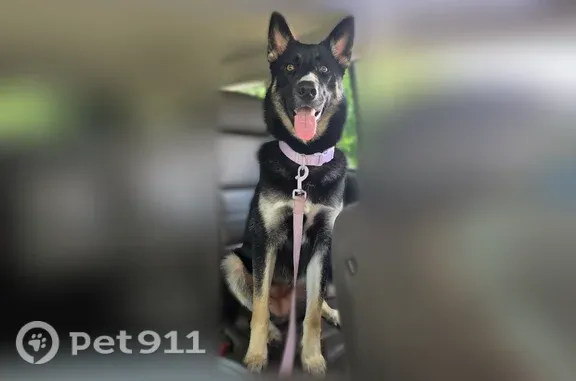 Lost dog, Crossville, Tennessee, Cookeville — female German shepherd/Husky mix with a purple collar - photo