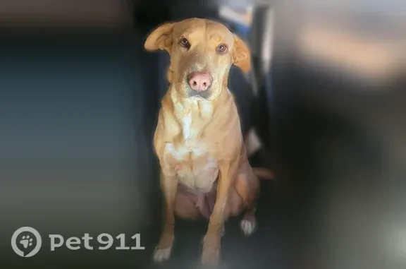 Lost dog, South Stuart Street, 501, Foley — female with white paws - photo