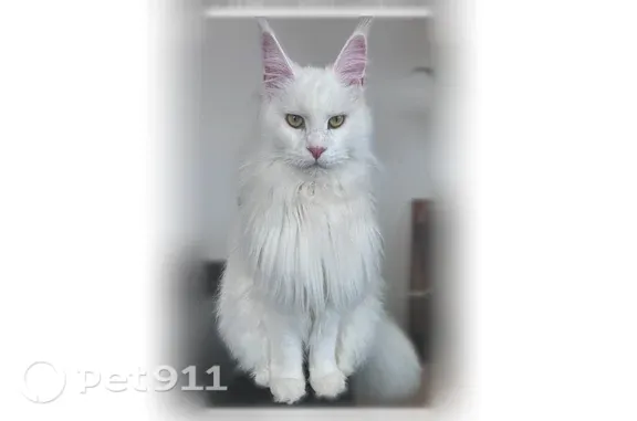 Missing cat Honolulu, photo: Lost cat, Kūhiō Avenue, 2380, East Honolulu, Honolulu — friendly female Maine Coon