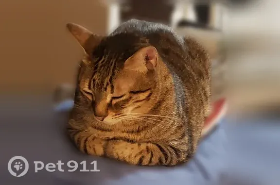 Lost male cat, Bennett Avenue, 4520, Austin — responds to the name Pasha - photo