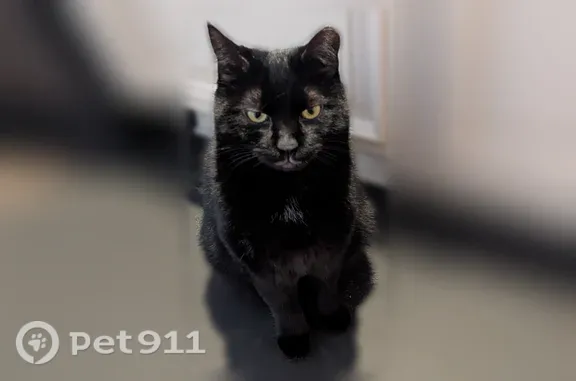Lost cat, Airport Road, 495, Elgin, Seattle — male with a clipped left ear - photo