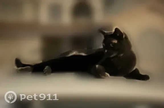 Lost pets Phoenix, photo: Lost male cat in Phoenix — black with green eyes