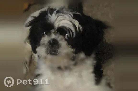 Lost female dog, Iona — small black-and-white Shih Tzu - photo