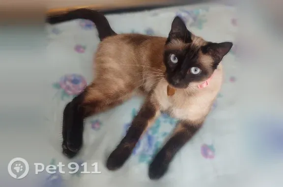 Lost cat, Jewell Lane, 2082, Redding — friendly female with a pink collar - photo