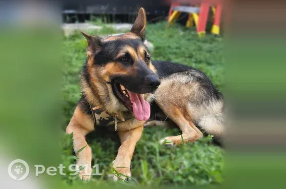 Lost dog, Southwest 150th Court, 30130, Homestead, Pembroke Pines — 3-year-old male German Shepherd - photo