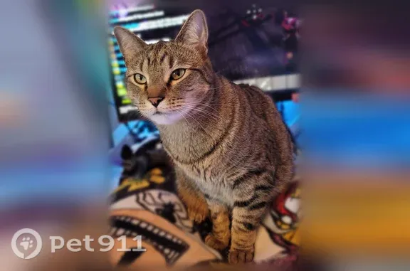 Lost cat, East Griffiths Avenue, 3024, Springfield — sweet male with a floppy belly - photo