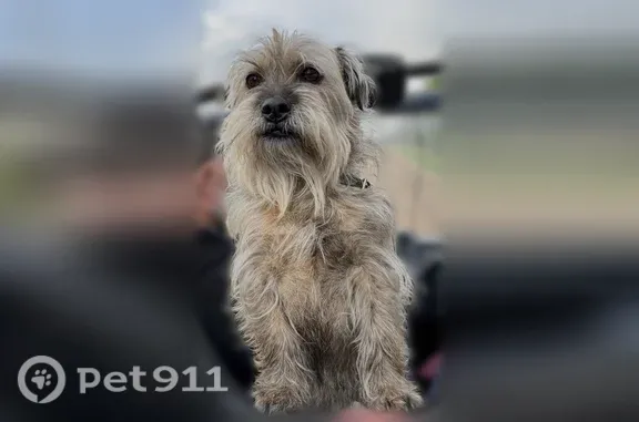 Lost dog, West Gary Road, 13005, Chesaning — male with a black reflective collar - photo