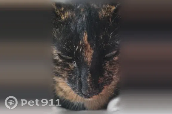 Lost cat, Gold Bar, Washington, Sacramento — tiny tortie-colored female - photo
