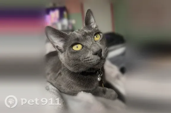Lost cat, Santos Lane, 2927, Walnut Creek, San Francisco — wearing a burgundy collar - photo
