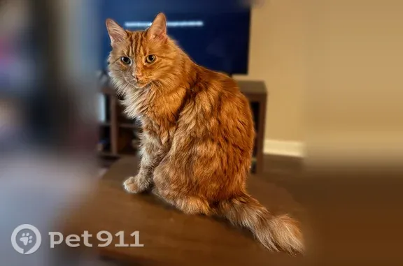 Lost male cat, Randi Drive, 91, Jackson — fluffy orange with half a tail - photo