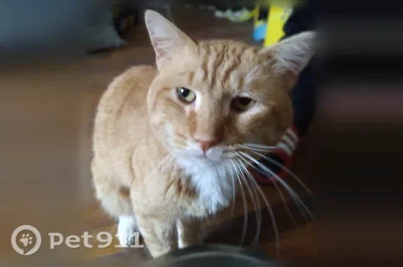 Lost cat, male, South Plymouth Avenue, 834, Rochester, Pittsburgh — responds to Cheeto Poofy - photo