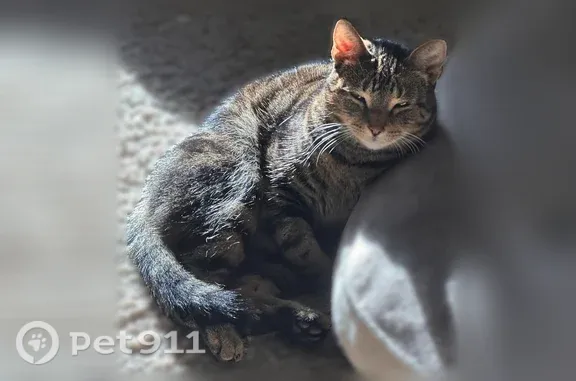Lost cat, male, Alphorn Lane, N2812, Appleton — three-legged tiger-striped cat - photo