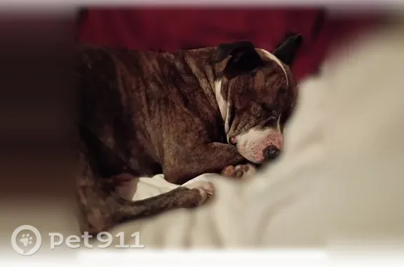 Missing dog Arlington, photo: Lost dog, female, Avie Drive, 2604, Jennings, Arlington — no collar, skinny